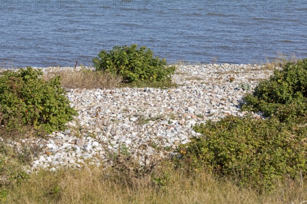 Stones, potato rose (Rosa rugosa) on the shore of the Baltic Sea, Geltinger Birk nature reserve, Nieby, Schleswig-Holstein, Germany