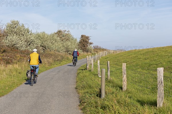 Cyclist, path, fence, pasture, Falshöft, Pommerby, Schleswig-Holstein, Germany