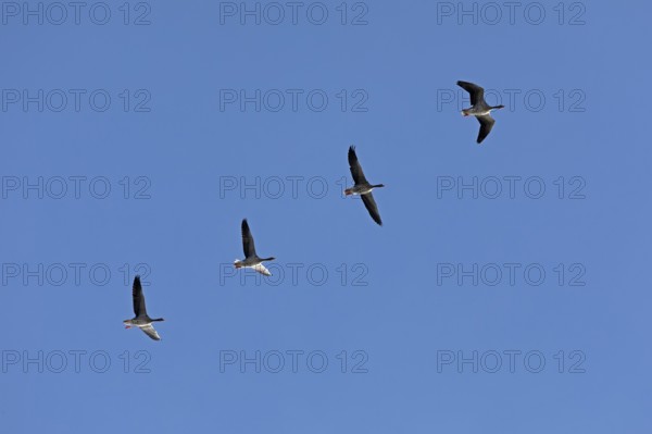 Greylag geese (Anser anser) in flight, Geltinger Birk nature reserve, Nieby, Schleswig-Holstein, Germany