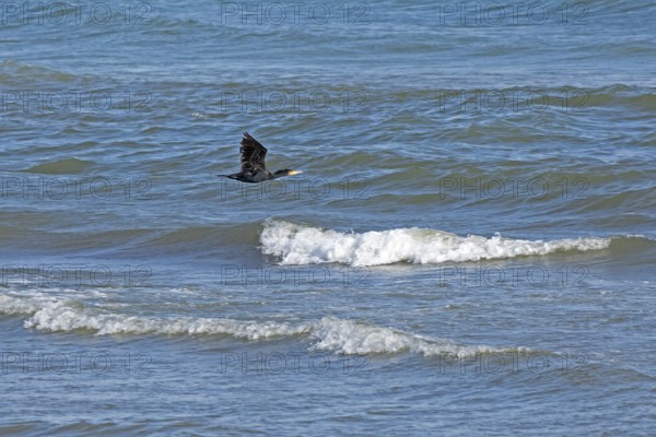 Waves, swell, cormorant in flight, Baltic Sea, Geltinger Birk nature reserve, Nieby, Schleswig-Holstein, Germany