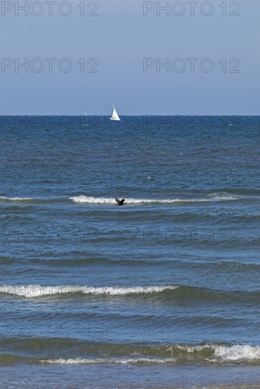 Sailboat, waves, swell, cormorant in flight, Baltic Sea, Geltinger Birk nature reserve, Nieby, Schleswig-Holstein, Germany
