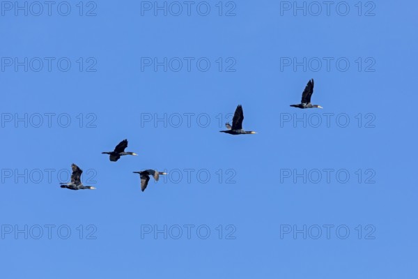 Cormorants (Phalacrocorax carbo) in flight, Geltinger Birk nature reserve, Nieby, Schleswig-Holstein, Germany