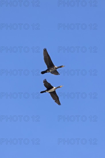 Cormorants (Phalacrocorax carbo) in flight, Geltinger Birk nature reserve, Nieby, Schleswig-Holstein, Germany