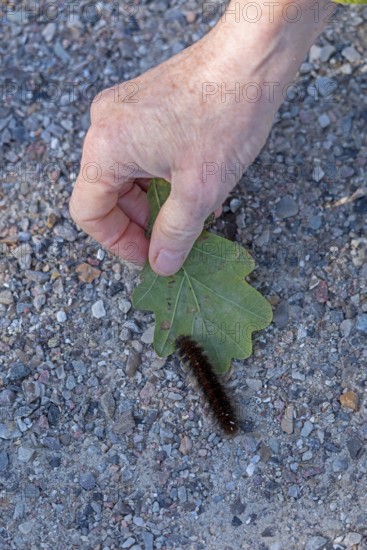 Woman rescues blackberry moth caterpillar (Macrothylacia rubi) from cycle path, Geltinger Birk, Nieby, Schleswig-Holstein, Germany