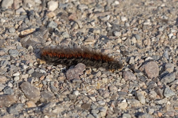 Blackberry moth caterpillar (Macrothylacia rubi) crawling over gravel path, Geltinger Birk, Nieby, Schleswig-Holstein, Germany