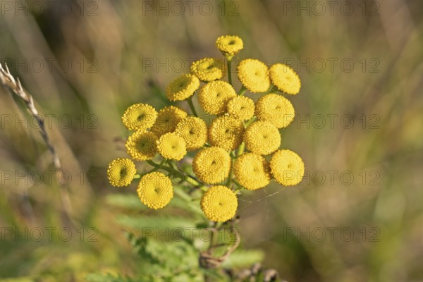 Tansy (Tanacetum vulgare), Geltinger Birk nature reserve, Nieby, Schleswig-Holstein, Germany