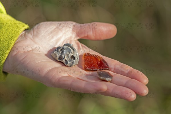 Hand holding flotsam, artefacts, chicken god, sea glass, Geltinger Birk nature reserve, Nieby, Schleswig-Holstein, Germany