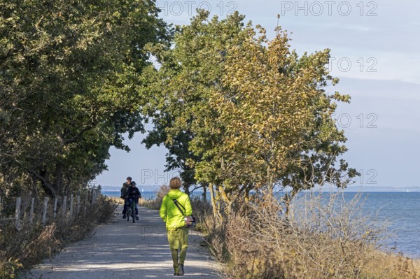Cyclist, walker, path, trees, Geltinger Birk nature reserve, Nieby, Schleswig-Holstein, Germany