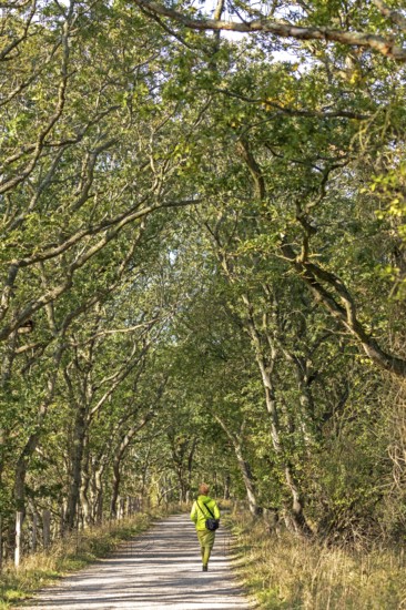 Stroller, path, trees, Geltinger Birk nature reserve, Nieby, Schleswig-Holstein, Germany