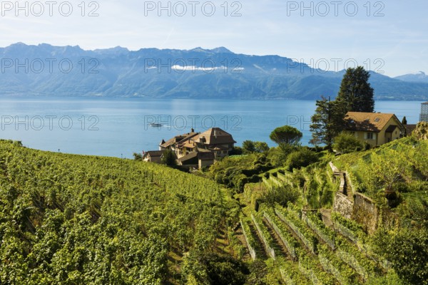 Picturesque village in the vineyards by the lake, Epesses, Lavaux, UNESCO World Heritage Site, Lake Geneva, Lac Léman, Canton of Vaud, Switzerland