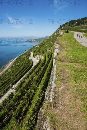 Steep vineyards by the lake, Rivaz, Lavaux, UNESCO World Heritage Site, Lake Geneva, Lac Léman, Canton of Vaud, Switzerland