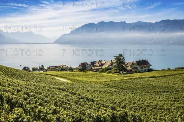 Picturesque village in the vineyards by the lake, Rivaz, Lavaux, UNESCO World Heritage Site, Lake Geneva, Lac Léman, Canton of Vaud, Switzerland
