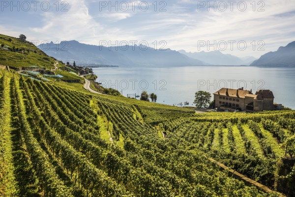 Picturesque village in the vineyards by the lake, Saint-Saphorin, Lavaux, UNESCO World Heritage Site, Lake Geneva, Lac Léman, Canton of Vaud, Switzerland