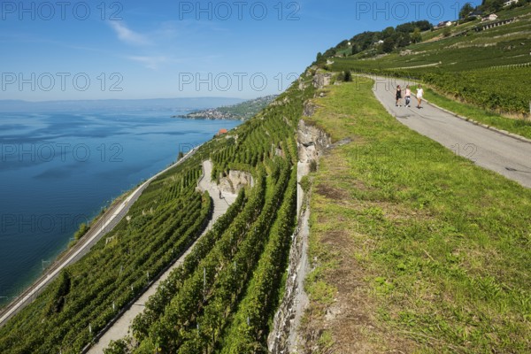 Steep vineyards by the lake, Rivaz, Lavaux, UNESCO World Heritage Site, Lake Geneva, Lac Léman, Canton of Vaud, Switzerland