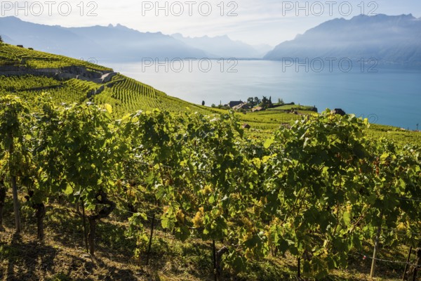 Grand Cru grapes, Rivaz, Lavaux, UNESCO World Heritage Site, Lake Geneva, Lac Léman, Canton of Vaud, Switzerland