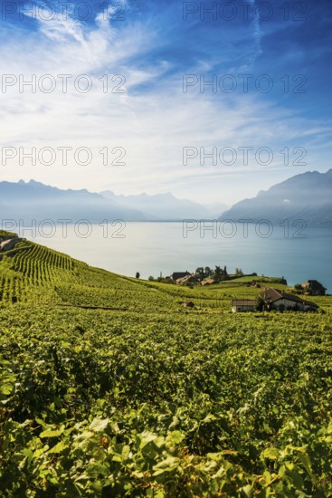 Picturesque village in the vineyards by the lake, Rivaz, Lavaux, UNESCO World Heritage Site, Lake Geneva, Lac Léman, Canton of Vaud, Switzerland
