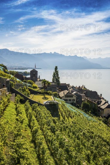 Picturesque village in the vineyards by the lake, Saint-Saphorin, Lavaux, UNESCO World Heritage Site, Lake Geneva, Lac Léman, Canton of Vaud, Switzerland
