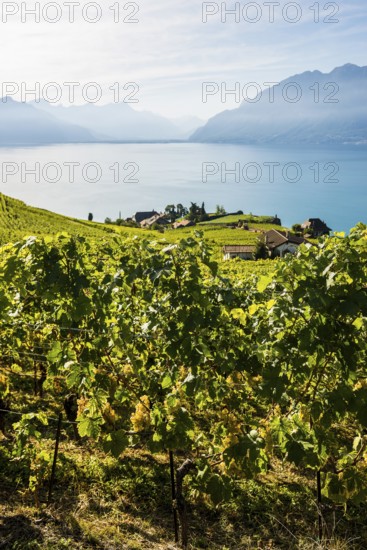 Grand Cru grapes, Rivaz, Lavaux, UNESCO World Heritage Site, Lake Geneva, Lac Léman, Canton of Vaud, Switzerland