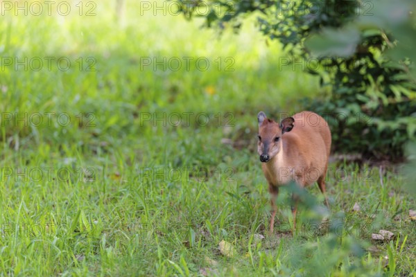 A female Red Forest Duiker (Cephalophus natalensis) stands in a green meadow, eating grass and herbs. Southeastern Africa
