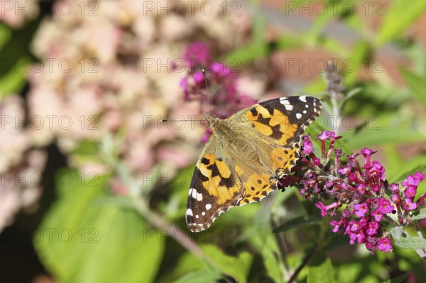 Thistle butterfly (Vanessa cardui) on a Buddleja davidii flower, Wilnsdorf, North Rhine-Westphalia, Germany