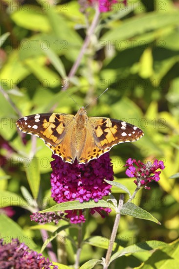 Thistle butterfly (Vanessa cardui) on a Buddleja davidii flower, Wilnsdorf, North Rhine-Westphalia, Germany