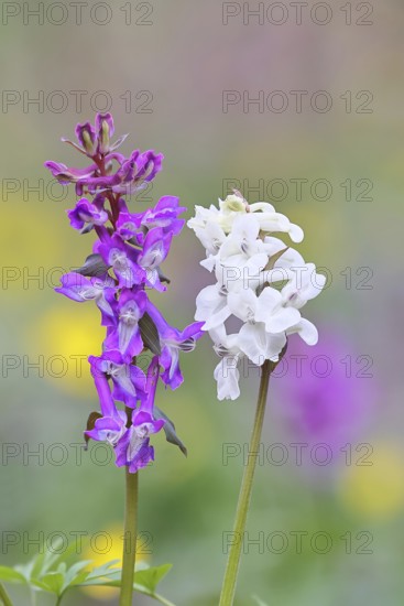 Hollow larkspur (Corydalis cava), inflorescence in a beech forest, spring, Wilnsdorf, North Rhine-Westphalia, Germany