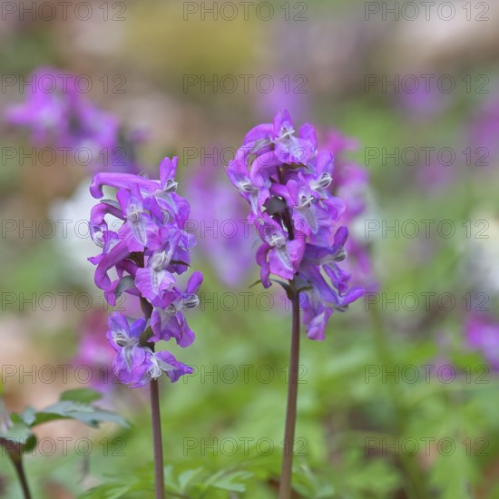 Hollow larkspur (Corydalis cava), inflorescence in a beech forest, spring, Wilnsdorf, North Rhine-Westphalia, Germany