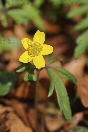 Yellow Anemone, Anemone ranunculoides, Yellow Wood Anemone, Anemone ranunculoides, in a beech forest, Wilnsdorf, North Rhine-Westphalia, Germany