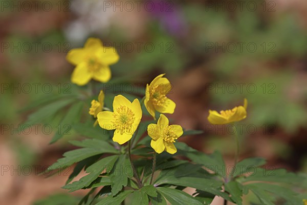 Yellow Anemone, Anemone ranunculoides, Yellow Wood Anemone, Anemone ranunculoides, in a beech forest, Wilnsdorf, North Rhine-Westphalia, Germany