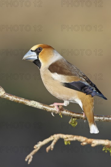 Hawfinch (Coccothraustes coccothraustes), male, sitting on a twig in a cherry tree, wildlife, colourful plumage, animals, finches, birds, Wilnsdorf, North Rhine-Westphalia, Germany