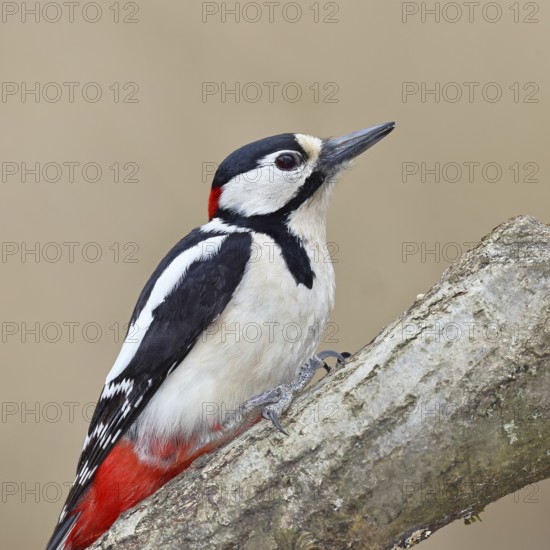 Great spotted woodpecker (Dendrocopos major), male, sitting on a branch, Wilnsdorf, North Rhine-Westphalia, Germany