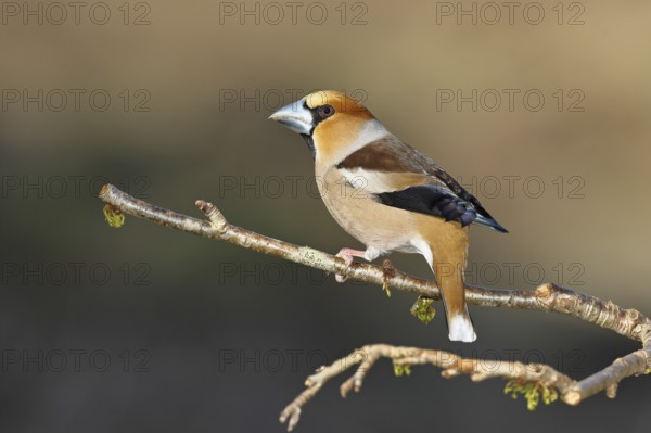 Hawfinch (Coccothraustes coccothraustes), male, sitting on a twig in a cherry tree, wildlife, colourful plumage, animals, finches, birds, Wilnsdorf, North Rhine-Westphalia, Germany