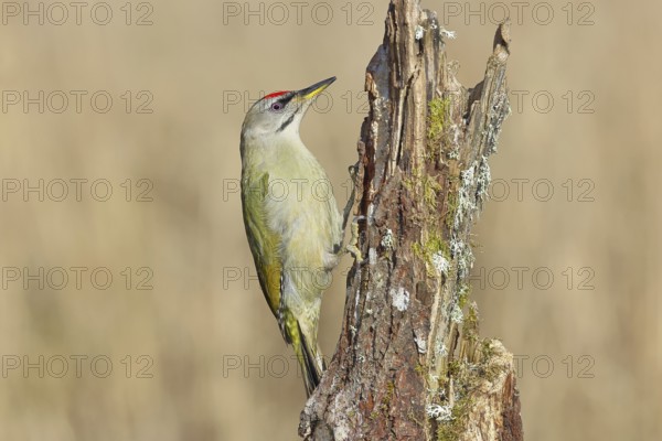 Grey-headed woodpecker (Picus canus), male sitting on a tree stump overgrown with moss and lichen, Wildlife, Woodpeckers, Birds, Nature photography, Wilnsdorf, North Rhine-Westphalia, Germany