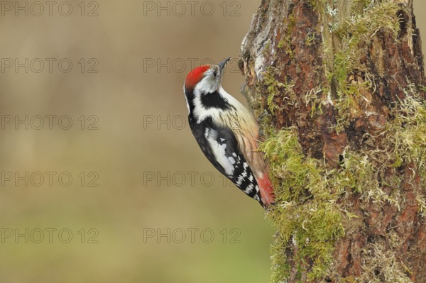 Middle spotted woodpecker (Dendrocopos medius) foraging on a tree stump overgrown with moss and lichen, Wildlife, Woodpeckers, Birds, Nature photography, Wilnsdorf, North Rhine-Westphalia, Germany