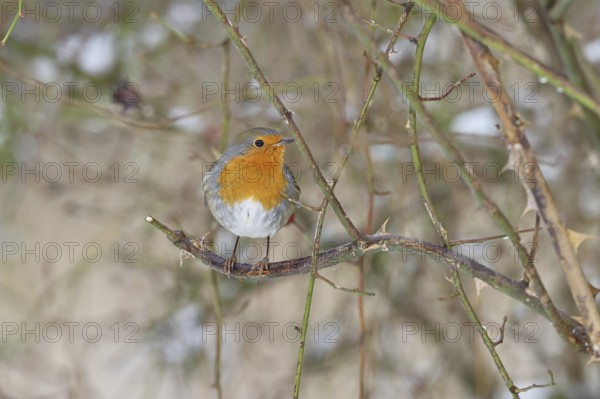 Robin (Erithacus rubecula), on a twig in the branches of a dog rose (Rosa canina), Wilnsdorf, North Rhine-Westphalia, Germany