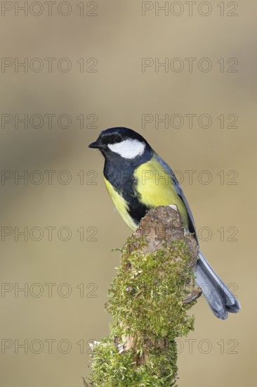 Great tit (Parus major), sitting on a moss-covered tree root, Wilnsdorf, North Rhine-Westphalia, Germany