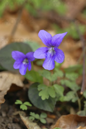 Grove violet (Viola riviniana), flower, in a beech forest, Wilnsdorf, North Rhine-Westphalia, Germany
