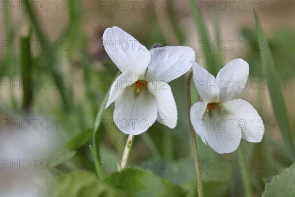 White violet (Viola alba), white flowers on the forest floor, forest edge, spring, Wilnsdorf, North Rhine-Westphalia, Germany