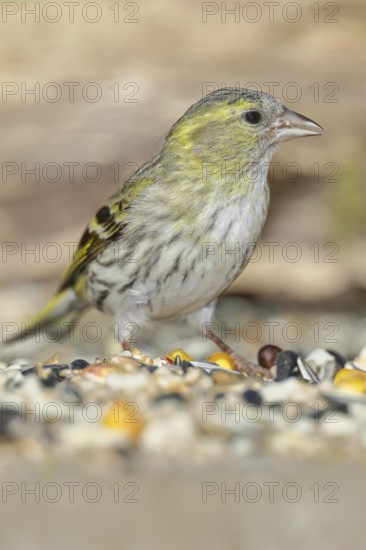 Siskin (Carduelis spinus), female at a winter feeder in the garden, mossy ground, Wilnsdorf, North Rhine-Westphalia, Germany