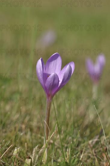 Autumn crocus (Colchicum autumnale), half-opened flowers in a meadow, endangered, protected poisonous plant species, native nature, wet meadow, autumn messenger, season, autumn, bulbous plant, poisonous plant, Wilnsdorf, North Rhine-Westphalia, Germany