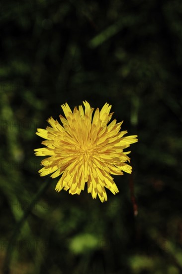 Hieracium lachenalii (Picris hieracioides), hawkweed bittercress, yellow flower on a rough meadow, close-up with black background, Wilnsdorf, North Rhine-Westphalia, Germany