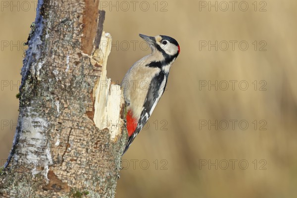 Great spotted woodpecker (Dendrocopos major) male sitting on a birch trunk, Animals, Birds, Woodpeckers, Wilnsdorf, North Rhine-Westphalia, Germany