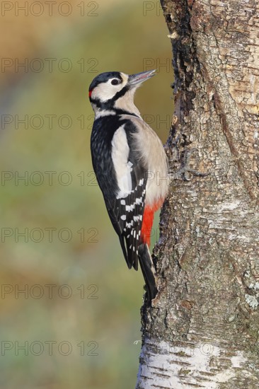 Great spotted woodpecker (Dendrocopos major) male sitting on a birch trunk, Animals, Birds, Woodpeckers, Wilnsdorf, North Rhine-Westphalia, Germany
