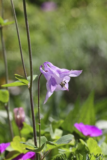 Columbine (Aquilegia vulgaris), pink flower at the edge of a forest, in spring, Wilnsdorf, North Rhine-Westphalia, Germany