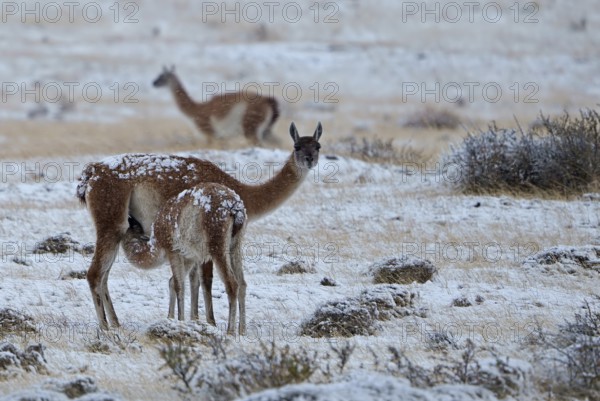 Guanacos (Llama guanicoe) in the snow, female suckling her young, Torres del Paine National Park, Patagonia, Chile, South America
