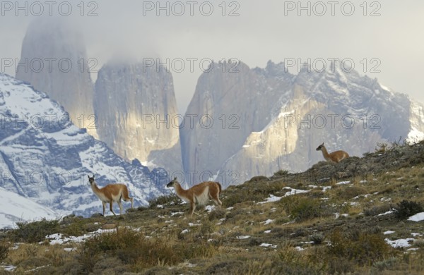 Guanacos (Llama guanicoe), Torres del Paine National Park, Patagonia, Chile, South America