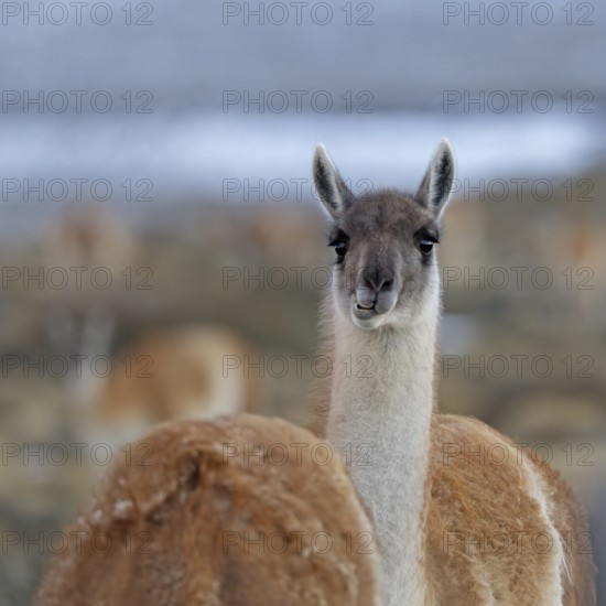 Guanaco (Llama guanicoe), Torres del Paine National Park, Patagonia, Chile, South America