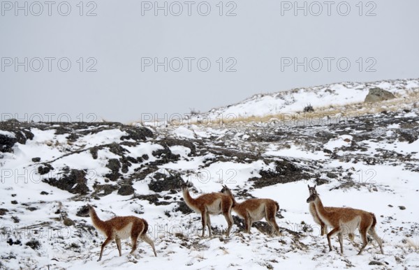 Guanacos (Llama guanicoe) in the snow, Torres del Paine National Park, Patagonia, Chile, South America