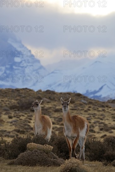 Guanacos (Llama guanicoe), Torres del Paine National Park, Patagonia, Chile, South America