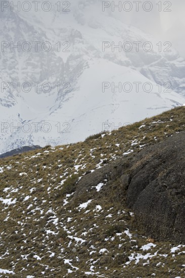 Cougar in the landscape in Torres del Paine National Park, Patagonia, Chile, South America